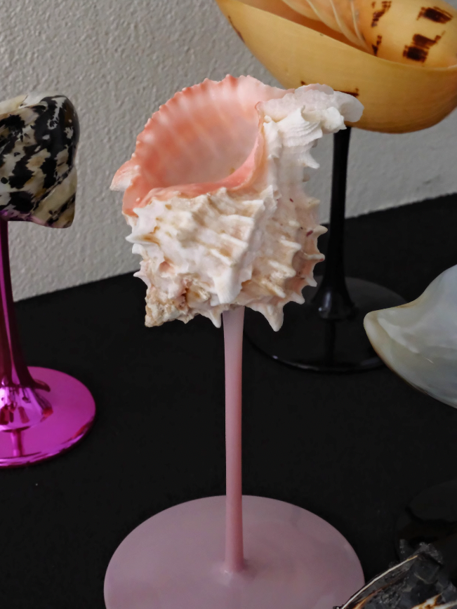 Pink Sea Shell Cocktail Glass